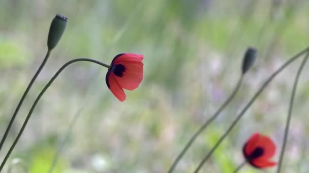 Poppy, hafif bir esinti. Yeşil bir arka plan üzerinde kırmızı gelincik. Kırmızı, ihale, hava, hayat veren haşhaş. — Stok video