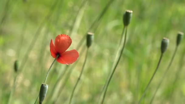 Coquelicot, une légère brise. Coquelicot rouge sur fond vert. Rouge, tendre, aérien, donnant la vie au coquelicot. . — Video