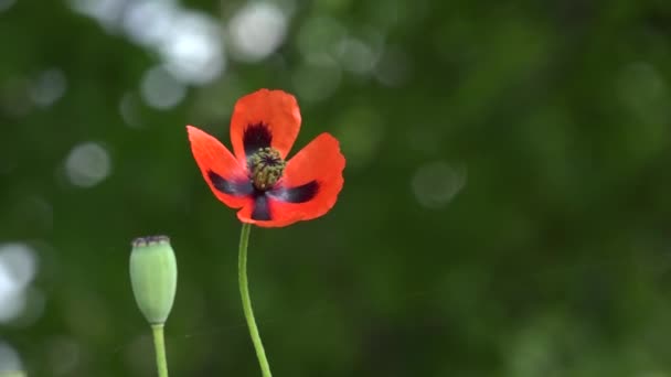 Poppy, hafif bir esinti. Yeşil bir arka plan üzerinde kırmızı gelincik. Kırmızı, ihale, hava, hayat veren haşhaş. — Stok video