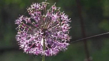 Soğan dekoratif. Allium. Çiçeklenme. Topları bir mucize. Mor çiçek. 