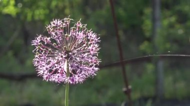 Soğan dekoratif. Allium. Çiçeklenme. Topları bir mucize. Mor çiçek. 
