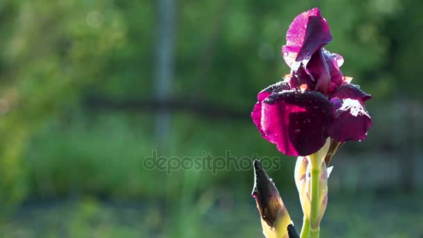Vinröda färgen på iris är oemotståndlig. — Stockvideo