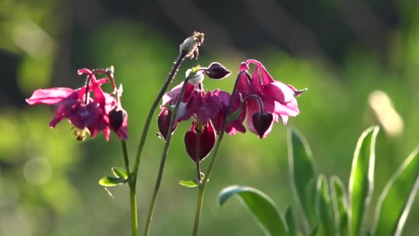 Chiamata serale, campanello serale. Campanello a mano mezzo tazza e piattino . — Video Stock