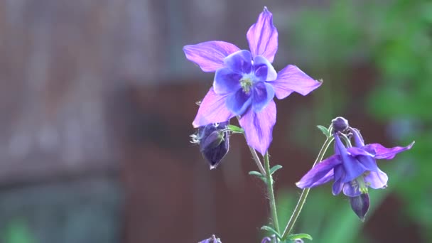 De oproep van de avond, 's avonds Bell. Hand bell midden kop en schotel. — Stockvideo