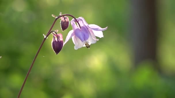 Chiamata serale, campanello serale. Campanello a mano mezzo tazza e piattino . — Video Stock