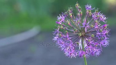 Soğan dekoratif. Allium. Çiçeklenme. Topları bir mucize. Mor çiçek. 
