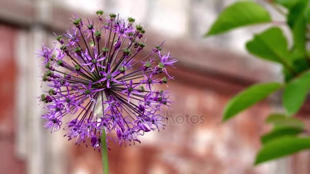 Onion decorative. Allium. Inflorescences. A miracle of the balls. The purple inflorescences. — Stock Video