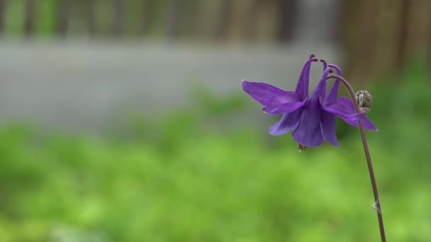 La fragranza del prato profumato sono le campane. . — Video Stock