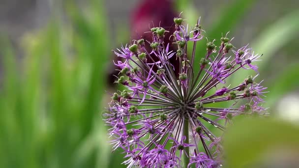 Cipolla decorativa. Allium. Infiorescenze. Un miracolo delle palle. Le infiorescenze viola . — Video Stock