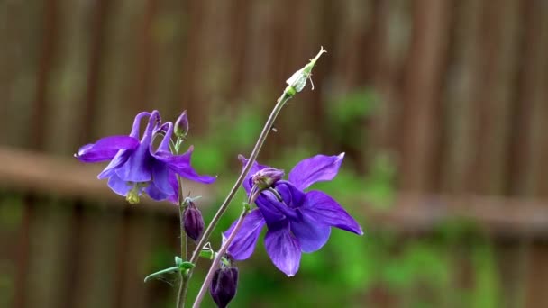 La fragranza del prato profumato sono le campane. . — Video Stock