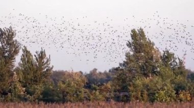  Bir sürü kuş flutters genel gider. Spontan kuşların büyük bir kitle hareketinin.