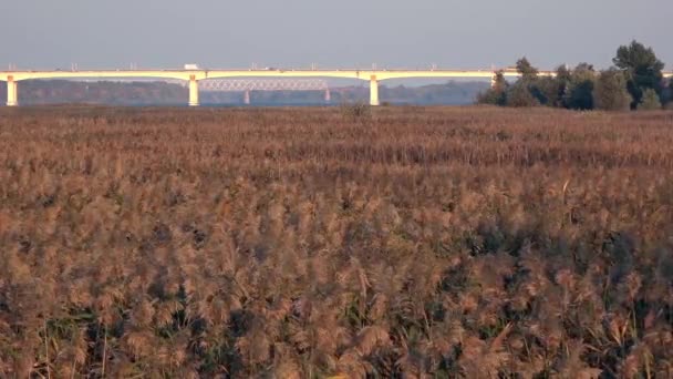 Mouvement spontané d'une masse énorme d'oiseaux. Belle vue au coucher du soleil . — Video