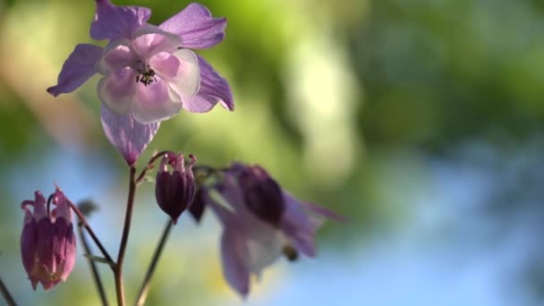 Le parfum de la prairie parfumée, ce sont les cloches.Les cloches longues .