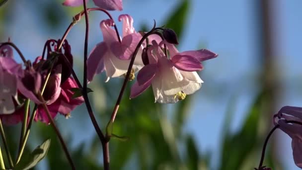 The fragrance of the fragrant meadow is the bells.The long-bell bells. — Stock Video