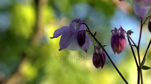 Le parfum de la prairie parfumée, ce sont les cloches.Les cloches longues .