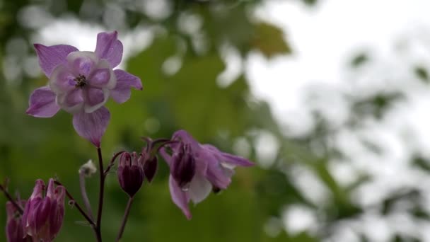 A fragrância do prado perfumado é o sino bells.Flower . — Vídeo de Stock