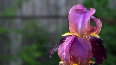 Güneşli bir gün güzel Iris çiçeklenir. Iris bordo renk dayanılmaz olduğunu.
