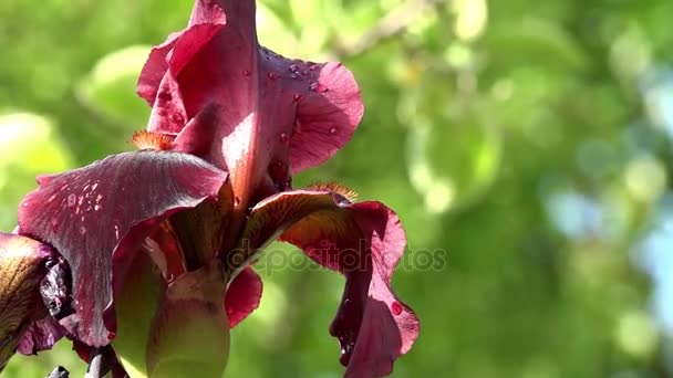晴れた日の美しい菖蒲の花。アイリスのバーガンディ カラーがたまらない. — ストック動画