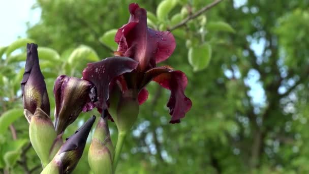 Vackra iris blommor i solig dag. Vinröda färgen på iris är oemotståndlig. — Stockvideo