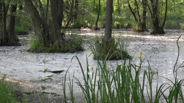 Omlaag op het water. Een mug paradijs in een moerassige moeras. Het spel van licht en schaduw. — Stockvideo