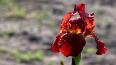 Güneşli bir gün güzel Iris çiçeklenir. Burgundy ve çikolata.