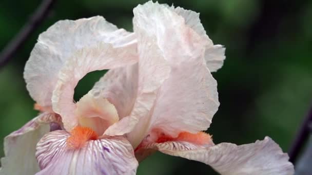 Zachte, roze iris. Een mooie decoratieve bloem. — Stockvideo