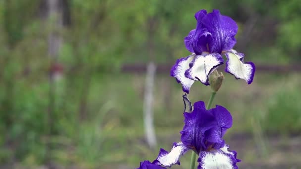 Lindas flores de íris em dia ensolarado. Uma bela flor decorativa . — Vídeo de Stock