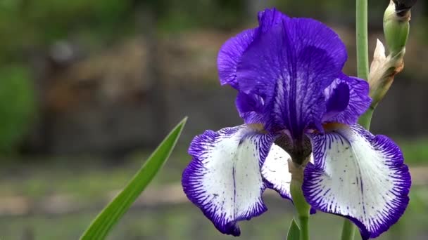 Schöne Irisblüten an sonnigen Tagen. eine schöne dekorative Blume. — Stockvideo
