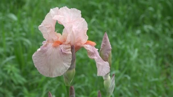 Gentle, pink iris. A beautiful decorative flower. — Stock Video