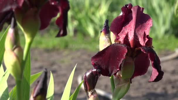 Bellissimi fiori di iris nella giornata di sole. Borgogna e cioccolato . — Video Stock