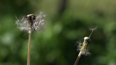 Karahindiba tohum. Karahindiba tutam. Kırılgan, narin yaratık.