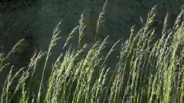 Spikelets in de wind. Pittoreske mei staat in schril contrast. — Stockvideo