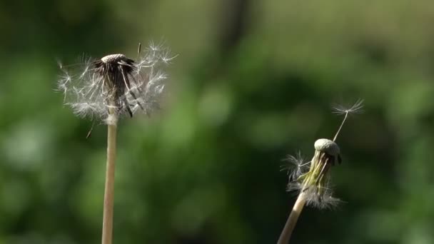 Semilla de diente de león. Mechón de diente de león.Frágil, delicada criatura . — Vídeos de Stock