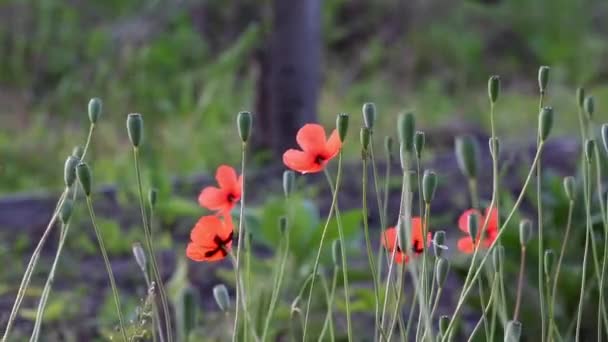 Op een groene achtergrond, zacht, spring wilde bloemen. Kleine, heldere rode bloemen. — Stockvideo