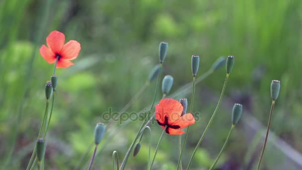 Op een groene achtergrond, zacht, spring wilde bloemen. Kleine, heldere rode bloemen. — Stockvideo