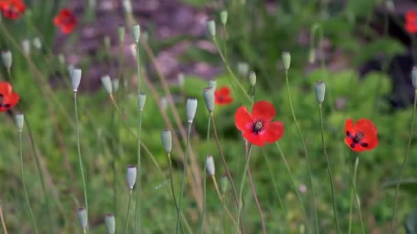 緑の背景は、穏やかな、野生の花の春します。小さい、明るい赤色の花. — ストック動画