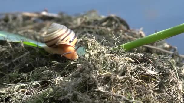 The snail slowly moves along the river.Snail on the slope.Behind the turn, in the depths. — Stock Video