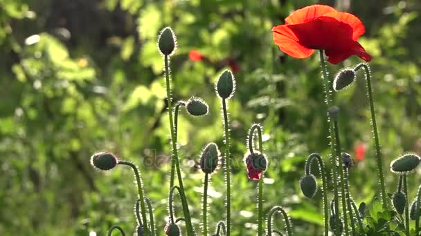 Criatura frágil, delicada.Na flor do jardim poppies.Poppy brotos flor . — Vídeo de Stock