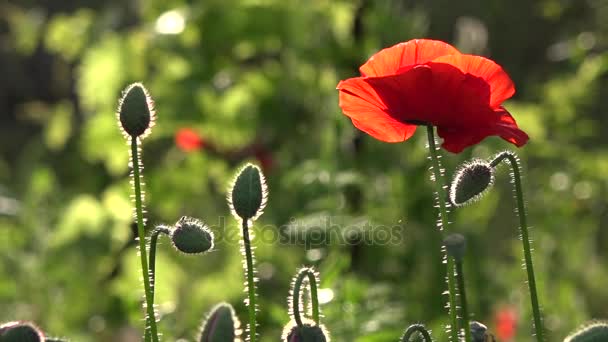 Criatura frágil, delicada.Na flor do jardim poppies.Poppy brotos flor . — Vídeo de Stock