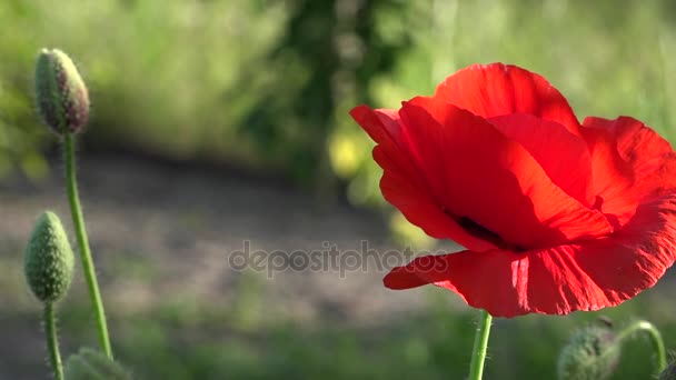 Хрупкий, деликатный creature.In сад цветок poppies.Poppy почки цветут . — стоковое видео