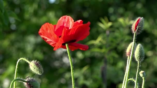 Fragile, créature délicate.Dans le jardin fleurissent poppies.Poppy bourgeons fleurissent . — Video