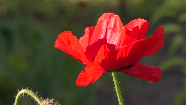 Хрупкий, деликатный creature.In сад цветок poppies.Poppy почки цветут . — стоковое видео