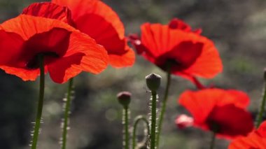 Çekici, parlak, kırmızı renk. Bahçe çiçek haşhaş.