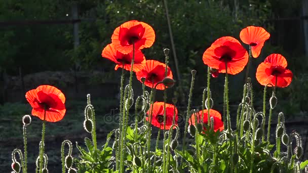 Atractivo, brillante, color rojo. En el jardín florecen amapolas . — Vídeos de Stock