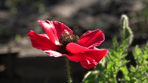 Atraente, brilhante, cor vermelha. Nas papoilas da flor do jardim . — Vídeo de Stock