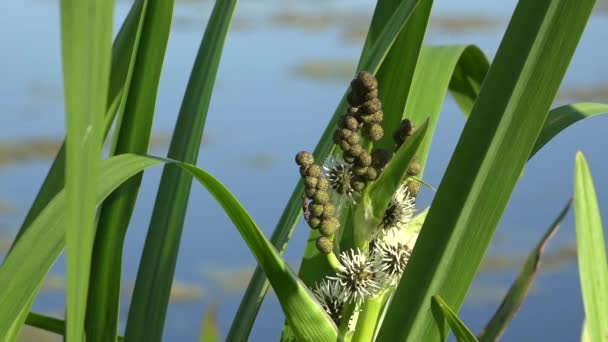 Bug 的菖蒲属茎上 salamus。艾尔里德，在沼泽广阔的 Tavria. — 图库视频影像