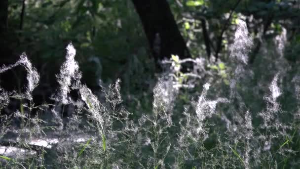 Pappelfluff.Pappelfluff.Pappelfluff bedeckte alles rund um. — Stockvideo