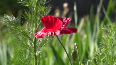 Narin bir çiçek. Güneş ışığı güzel bir eser. Yalnız ve tekrarlanamayan.