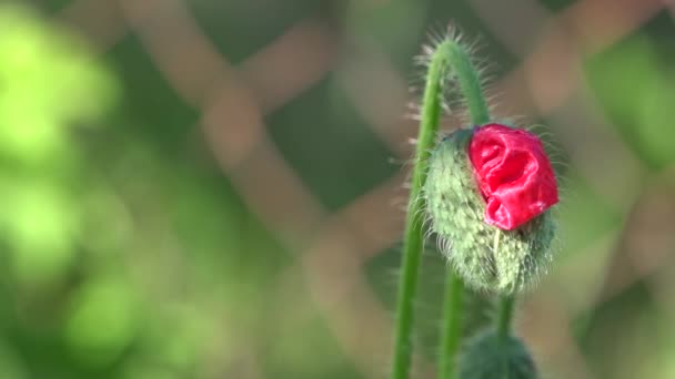Ніжна квітка. На сонячному світлі прекрасне творіння. Самотня і неповторна . — стокове відео