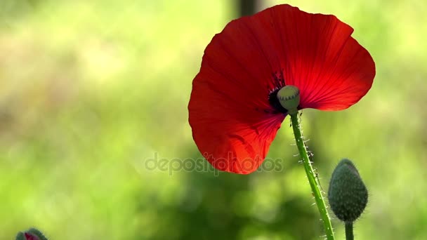 Une fleur délicate.Dans la lumière du soleil, une belle création.Solitaire et irremplaçable . — Video